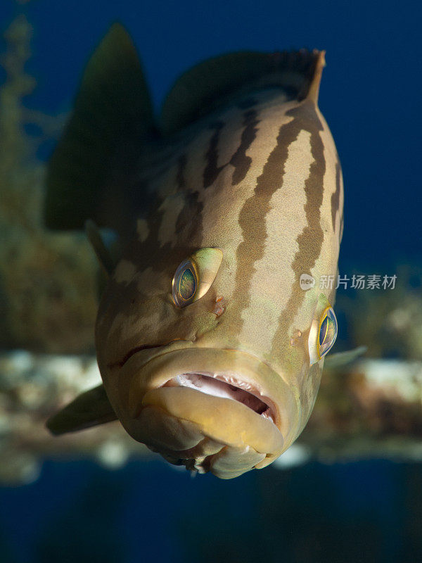 金斑石斑鱼 - Epinephelus costae